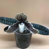 Paphiopedilum myanmaricum